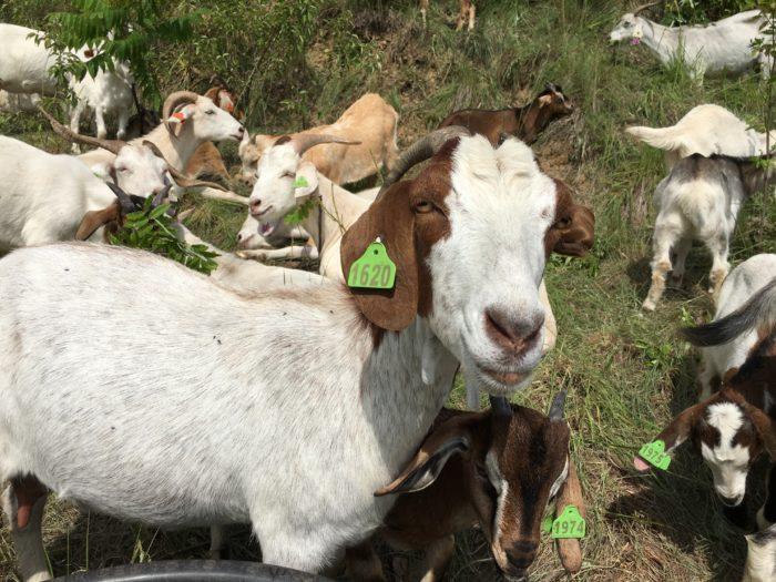 Goats eating undergrowth