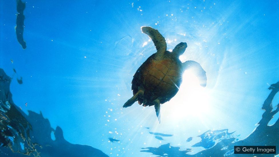 Sea turtle swimming from below