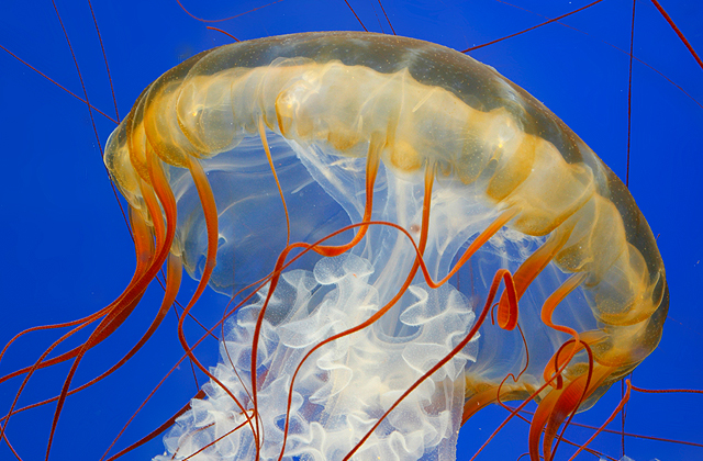 Pacific Jelly Fish